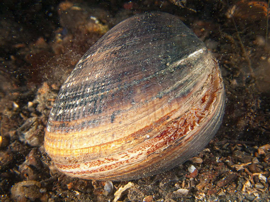 Laevicardium crassum/><span class=